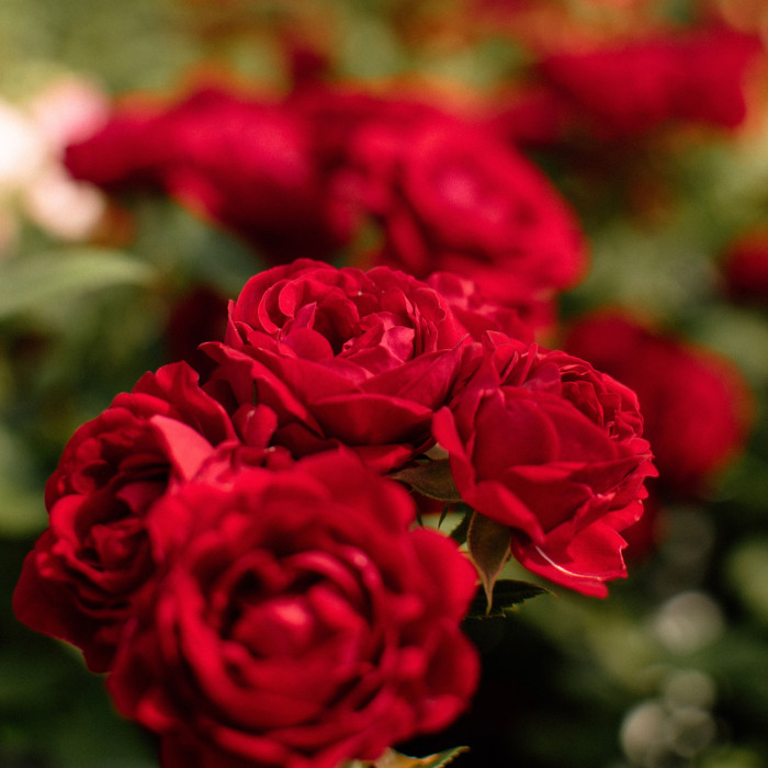 RUBY TERRAZZA® RUBY TERRAZZA®